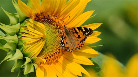 1920x1080 1920x1080 Butterfly Flower Sunflower Coolwallpapersme