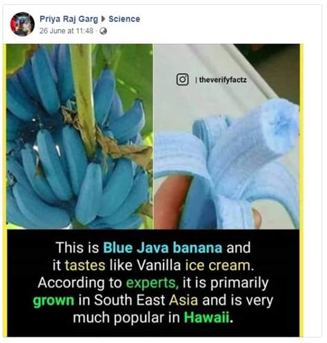 Fact Check Is There A Blue Banana That Tastes Like Vanilla Ice Cream