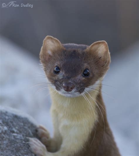 Close Encounter With A Long Tailed Weasel Feathered Photography