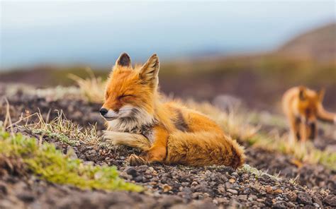Fox Manor Adorable Photos Of Russian Wildlife Russia Beyond