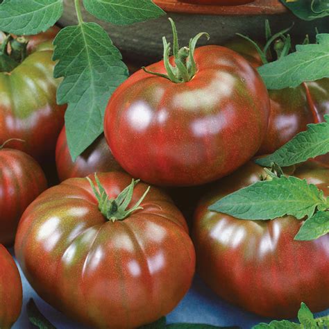 Chefs Choice Hybrid Tomato Hybrid Horticultural Products And Services