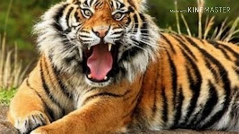 Most Beautiful Tiger In The World Youtube
