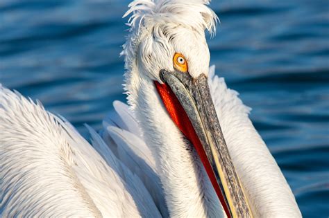 Dalmatian Pelicans Photography Workshop By