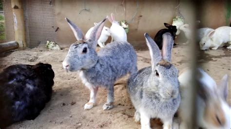 beautiful indian rabbits youtube