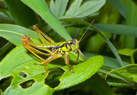 How would you suggest a diet for a pest that you hardly see the mouthparts? Grasshopper Minded? | Charles Lewis