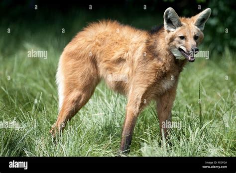 Maned Wolf Chrysocyon Brachyurus South America Stock Photo Alamy