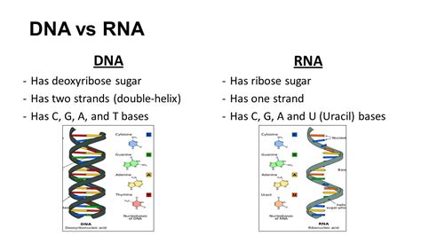 Venn Diagram Of Dna And Genes