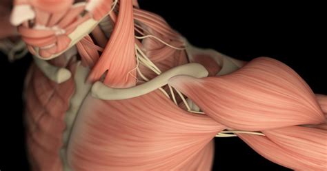 Muscular Dystrophy A New Understanding Of How Muscles Work