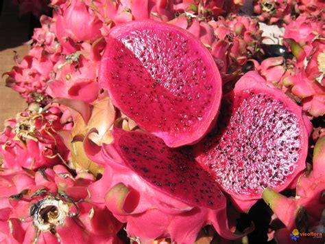 Photo Pitaya fruit du Dragon