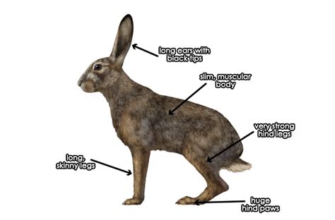 What Youll Be Creatinghares And Rabbits Are Often Confused With Each