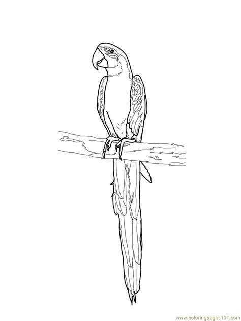 Blue And Gold Macaw Coloring Page For Kids Free Parrots Printable