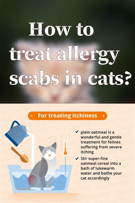 Natural remedies for hot spots and allergies include epsom salts. How to treat allergy scabs in cats? | Cat food allergy ...