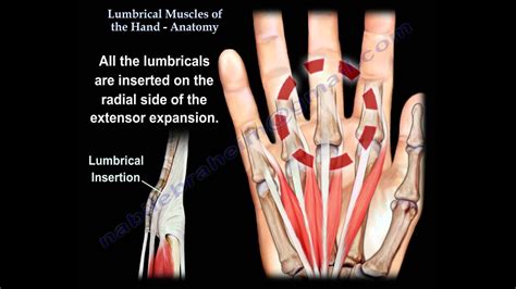 Lumbrical Muscles Of The Hand Anatomy Everything You Need To Know
