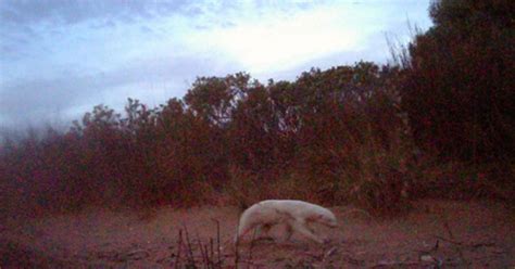 Rare Albino Badger Captured On Camera In South Africa Film And Photo