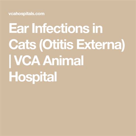 Ear Infections In Cats Otitis Externa Vca Animal Hospital Otitis