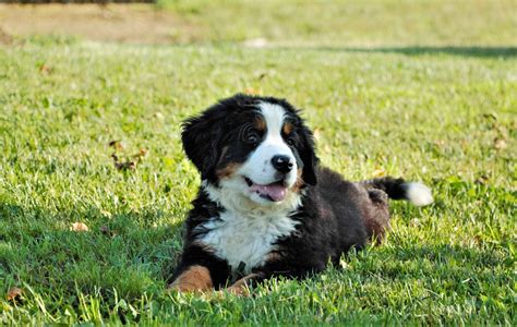 Pine Ridge Paws Bernese Mountain Dog Puppies For Sale Born On 0511