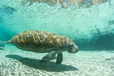 12 Best Places To See Wild Manatees In Florida Florida Trippers