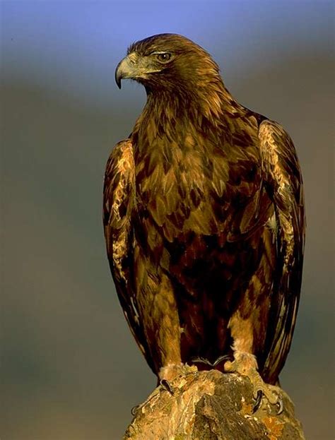Golden Eagle The National Bird Of Mexico Extremely Swift