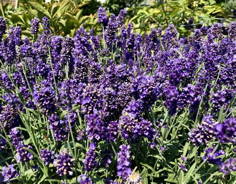 Hidcote Lavender 🌿 💜 Dive Into The Deep Purple Hues Of This English
