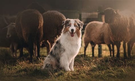 Australian Shepherd Vs German Shepherd Breed Comparison Bechewy