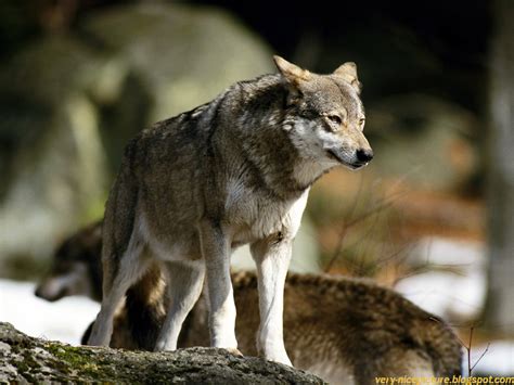 Wolf Pictures | Pictures of Wolf | Wallpapers of Wolf | wolf pictures ...