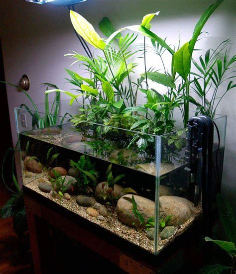 Setting aquascape untuk channa ( biotop ). Inspirasi Aquarium Keren Untuk Didalam Ruangan - Ferboes.com