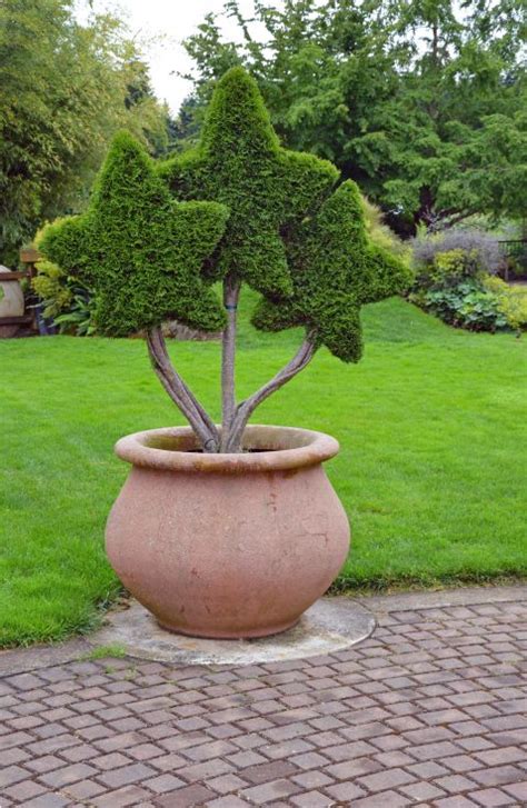 Potted Topiary Plants In The Shape Of Stars│ Topiary
