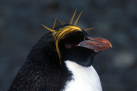 Macaroni Penguins Are The Most Numerous Species Of Penguins With Over