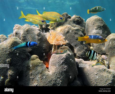 Coral Underwater With Colorful Tropical Fish And A Feather Duster Worm