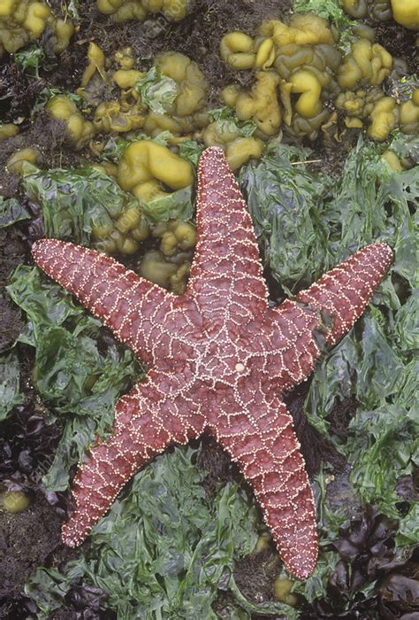 Ochre Sea Star On Sea Lettuce Green Algae Stock Image