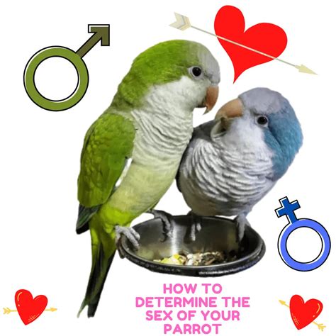 Parrot Sexing How To Determine The Sex Of Your Parrot