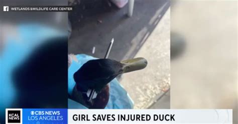 orange county girl hailed as hero after saving duck shot through head with arrow cbs los angeles