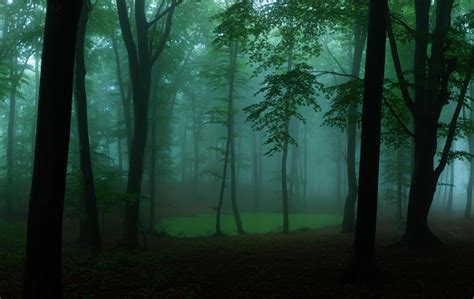 Panorama Of Foggy Forest Fairy Tale Spooky Looking Woods In A Misty Day