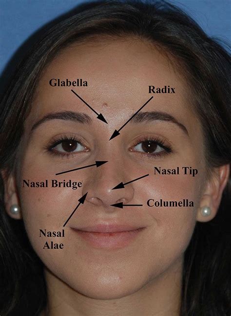 Rhinoplasty Anatomy In 2022 Facial Aesthetics Facial Anatomy