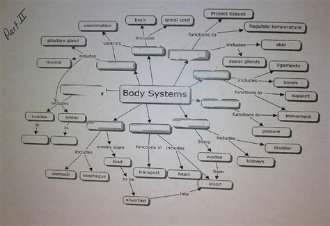 Body System Interactions Graphic Organizer Worksheet Live Worksheets