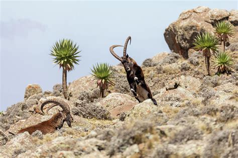 However, currently, the distribution of walia ibex is towards sebatminch in the eastern portion of the park which has more highlands available (figure 5). rare Walia ibex in Simien Mountains Ethiopia Photograph by Artush Foto