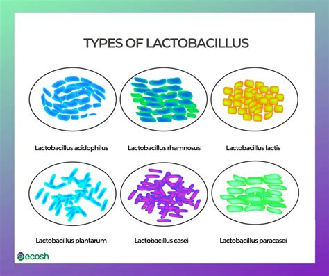 17 Types Of Good Bacteria The List Of Most Beneficial Species Of