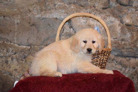 Lexi Female Purebred Golden Retriever Puppy For Sale Butler Ohio Ac