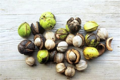 Wild Hickory Nuts On Wood Stock Photo Dissolve