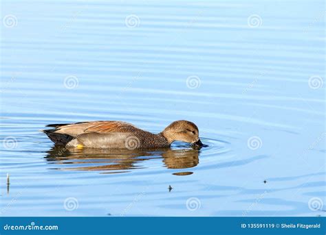 Female Gadwall Duck Foraging For Food On A Lake Stock Image Image Of