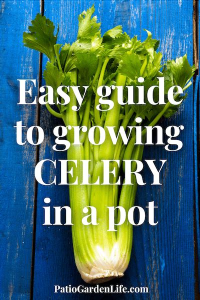Growing Celery In Pots 2022