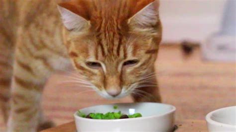 Cats have always been known as picky eaters — unlike dogs, who seem to devour just about any food you put before them. Can Cats Eat Peas? - PetSchoolClassroom
