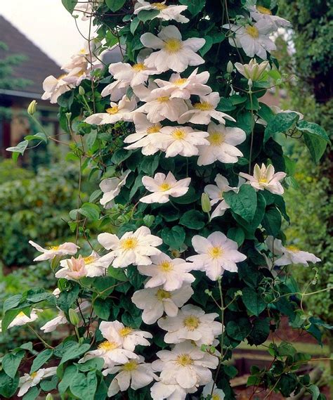 Pin By Diana Patheal On Clematis Clematis Magical Garden Perennial