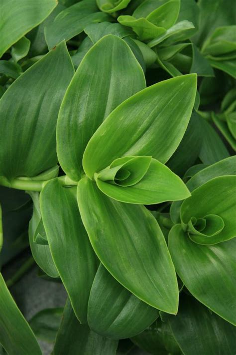 Lisateavet green pest management kohta leiate veebisaidilt www.greenpestmgmt.com. Flora of New Zealand | Weed Profile | Tradescantia fluminensis