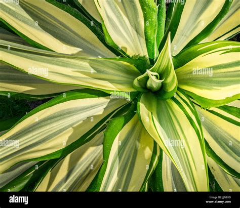 Pandanus Flower Hi Res Stock Photography And Images Alamy