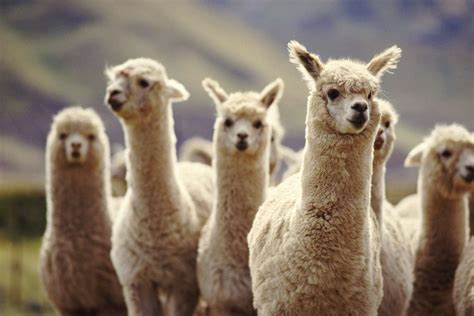 Whats The Difference Between Llamas And Alpacas