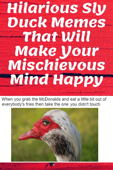 Hilarious Sly Duck Memes That Will Make Your Mischievous Mind Happy