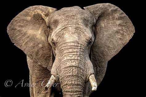 African Elephant With Ears Out And Black Background Krueger Np S