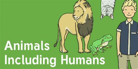 Animals Including Humans Year 1 Science Resources