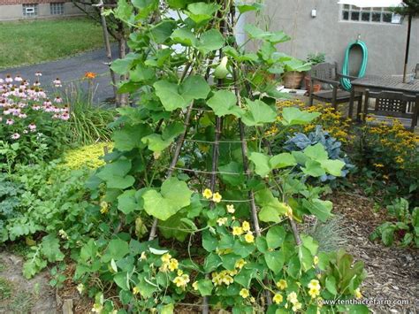 Choose The Right Trellis For Your Climbing Vegetables